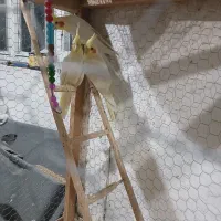 طوطی عروس لوتینو