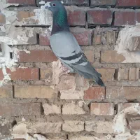 پرنده|پرنده|مسجد سلیمان, |دیوار