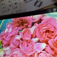 گل محمدی تازه باز شده به به برای نوزاد و دمنوش