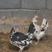 مرغ و خروس گلین|حیوانات مزرعه|سیرجان, |دیوار