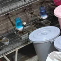 جوجه سهره تغداد