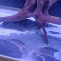 لجن خوار اسپرت زیر قیمت تا امروز