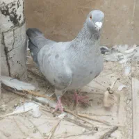 پرنده