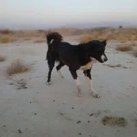 واگذاری سگ|سگ|مرودشت, رودبال|دیوار