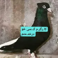 کبوتر کا. رگر
