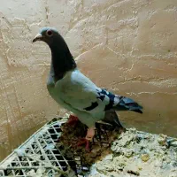 کفتر المانی ورنگه