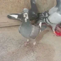 کفتر فروشی چهار تا جوجه نر سرکله دار ابلغ|پرنده|صابری, |دیوار