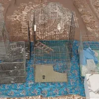 قفس|لوازم جانبی حیوانات|کرج, اکبرآباد|دیوار