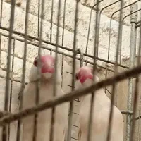 فروش فنچ نرگسی شکلاتی