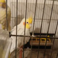 عروس هلندی جفت با جوجه و تخم با یک عدد ماده دستی|پرنده|اصفهان, باغ فدک|دیوار