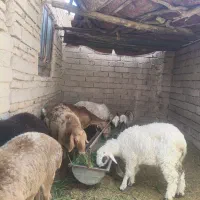 قندوزی اصل