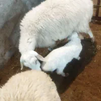 گوسفند مغانی جوان