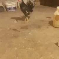 مرغ وخروس گلین