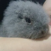 خرگوش لوپ اصل|موش و خرگوش|سرخرود, |دیوار