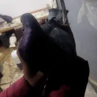 کفتر پلاکی|پرنده|شاهینشهر, گرگاب|دیوار