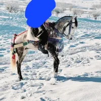 اسب ۵سال بشرط۱۵۰سانت قد