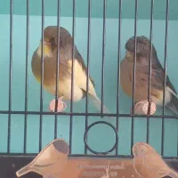 قناری.قناری گلاستر.گلاستر