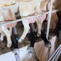 پخش مستقیم شیر بز