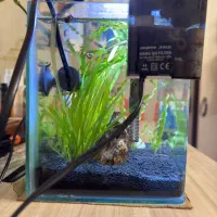 دو عدد اکواریوم|ماهی|گرگان, |دیوار