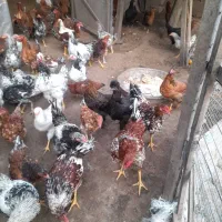 خروسهای ۹ ماه