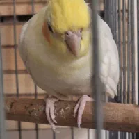 عروس هلندی جفت مولد|پرنده|پاکدشت, پاکدشت (مامازند)|دیوار