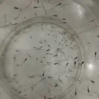 ماهی گوپی . ماهی مولی