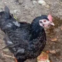 مرغ وخروس محلی|حیوانات مزرعه|کرمان, |دیوار