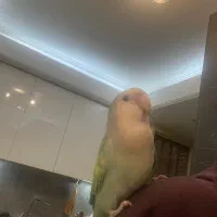 طوطی برزیلی