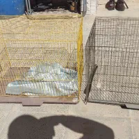 قفس‌ پرنده مناسب برای مرغ عشق مرغ مینا عروس هلندی|لوازم جانبی حیوانات|هشتگرد, هشتگرد قدیم|دیوار