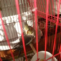 عروس هلندی سینا مون دوماهه  با سرلاک بزرگ شده