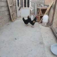 مرغ وخروس|حیوانات مزرعه|چگنی, |دیوار