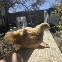 جوجه نژاد زینتی و...