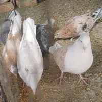 کبوتر، سرور ،دوکت و شازده|پرنده|اصفهان, ارداجی|دیوار