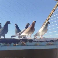 کبوتر سوراخ|پرنده|ماهان, |دیوار