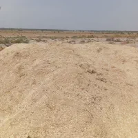 کاه ارزن