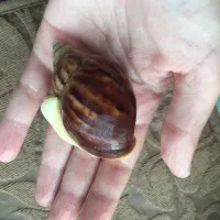 حلزون طبی آچاتینا نژاد آلبینو وفولیکا واگزاری فروش|خزنده|تهران, راه آهن|دیوار