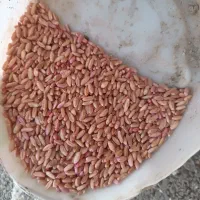 فروش گندم اذر2بوجاری شده