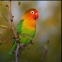 طوطی معاوضه با قناری