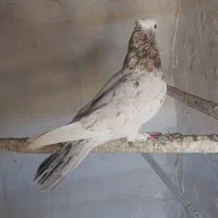 سرور و نر کله الماسی