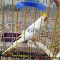 عروس هلندی|پرنده|کلاله, |دیوار