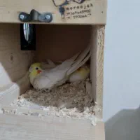 لوتینیو مولد