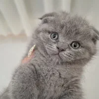 گربه اسکاتیش
