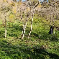 1350-متر-زمین-واقع-در-مهدیرجه