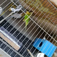 پرنده مرغ عشق