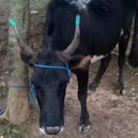 گاو|حیوانات مزرعه|سنگر, |دیوار