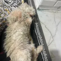 واگذاری سگ شیتزو تیریر|سگ|اصفهان, لاله|دیوار