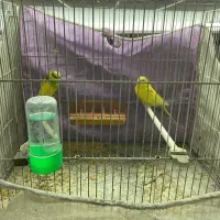 مرغ عشق و عروس هلندی مولد وبه شرط تخم وجوجه