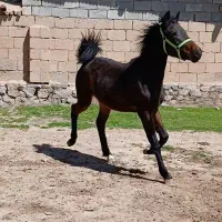 اسب|اسب و تجهیزات اسب‌سواری|فیروزآباد (آذربایجان), |دیوار