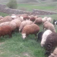 ۳۰تا گوسفند وبره