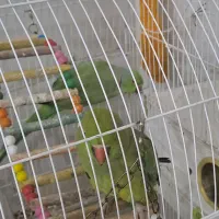 طوطی ملنگو|پرنده|خوسف, |دیوار